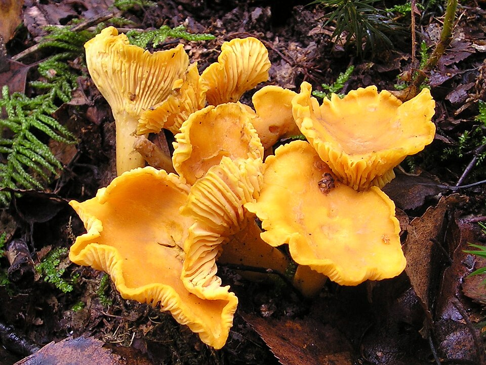 Kantarell, Cantharellus cibarius