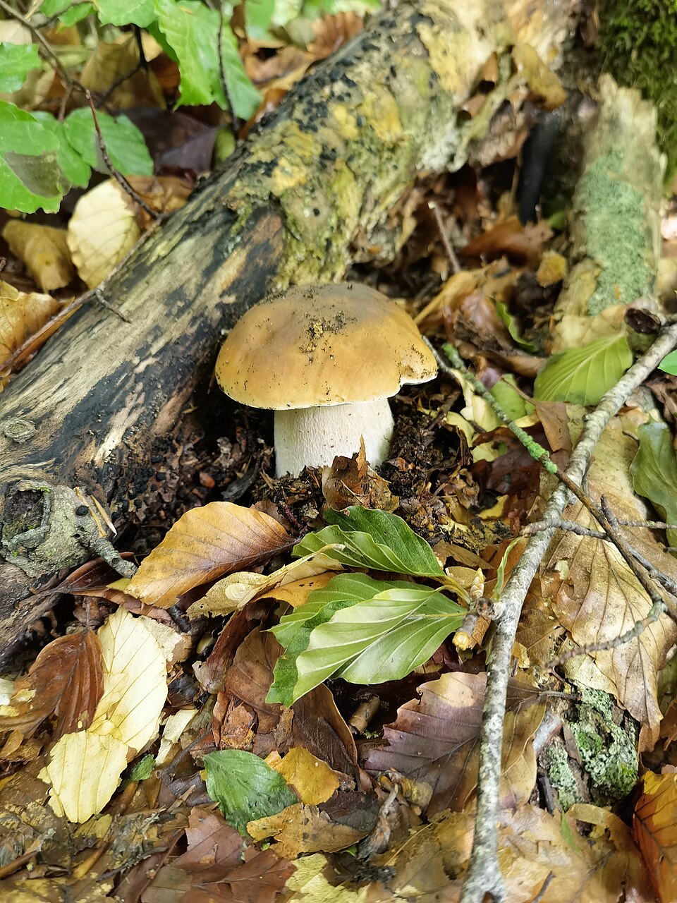 Karljohan, Boletus edulis