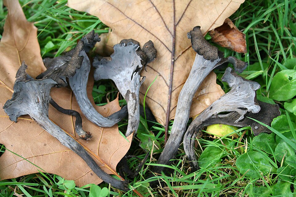 Svarttrumpet, Craterellus cornucopioides