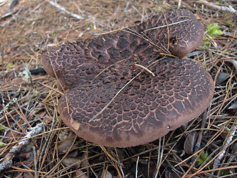 Brokig taggsvamp (Sarcodon squamosus) på skogsmark
